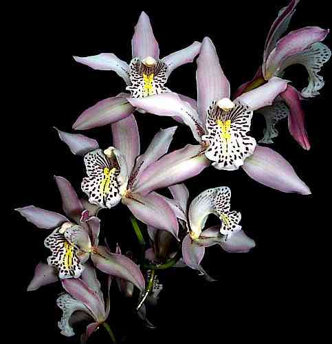 Cymbidium insigne 